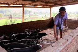 Ông Bạc Cầm Nói chăm sóc đàn lợn đen của gia đình. Ảnh: Quang Quyết-TTXVN