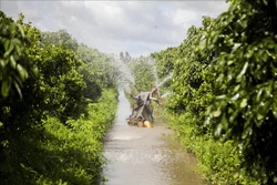 Tưới nước, chăm sóc quất tại vườn quất của gia đình ông Trần Văn Hiền. Ảnh: Hồng Đạt - TTXVN