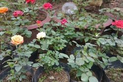 Trồng hồng ở chậu. Ảnh: lamvuondedang.com 