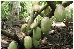 Trà Vinh khuyến khích nhân rộng mô hình trồng dừa xen ca cao
