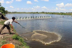 Nuôi tôm công nghiệp ở xã Vĩnh Bình Bắc, huyện Vĩnh Thuận. Ảnh: Lê Huy Hải - TTXVN 
