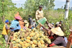 Người trồng dứa ở huyện Mang Yang (tỉnh Gia Lai) “hụt hơi” vì thiếu nơi tiêu thụ sản phẩm. Ảnh: Quang Thái- TTXVN 