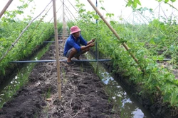 Chuyển đổi cây trồng từ đất trồng lúa sang trồng mướp đắng của gia đình anh Nguyễn Văn Tiến ở huyện Thanh Bình (Đồng Tháp). Ảnh: Nguyễn Văn Trí - TTXVN
