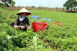 Trồng ngải cứu xuất khẩu cho giá trị cao