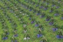 Thanh long Sơn La vươn ra thị trường thế giới
