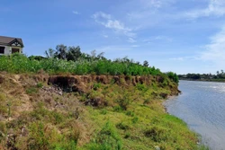Bờ sông Thạch Hãn đoạn qua xã Triệu Giang, huyện Triệu Phong (Quảng Trị) bị sạt lở nghiêm trọng lấn sâu vào đất sản xuất của người dân. Ảnh: Nguyên Lý - TTXVN