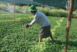 Thiết kế hệ thống tưới phun tiết kiệm nước và mái che bảo vệ rau màu, phòng, chống hạn mặn trong mùa khô 2021. Ảnh: Minh Trí-TTXVN 