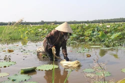 Vùng đầu nguồn sông Tiền chủ động chung sống với lũ
