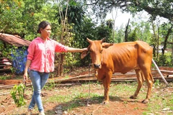 Nuôi dê, nuôi bò giúp dân vùng biên giới huyện Lộc Ninh thoát nghèo 