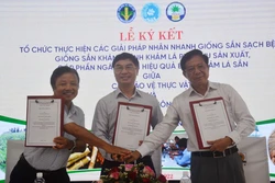 Giải pháp hiệu quả phòng chống bệnh khảm lá sắn