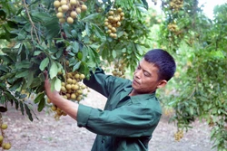 Xây dựng thương hiệu nhãn Sông Mã