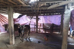 Các địa phương yêu cầu người dân đưa trâu bò về nơi tập kết, quây bạt, đốt lửa ấm, cho ăn đầy đủ để đàn gia súc trụ vững trong những ngày giá rét. Ảnh: TTXVN phát 