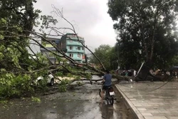 Một cây xanh bị quật ngã do ảnh hưởng của mưa dông ở thị trấn Yên Thế, huyện Lục Yên, tỉnh Yên Bái. Ảnh: TTXVN phát