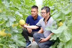 Mô hình trồng dưa lưới trong nhà kín, ứng dụng công nghệ cao mang lại hiệu quả kinh tế cao tại xã Kháng Nhật, huyện Sơn Dương, tỉnh Tuyên Quang. Ảnh: Quang Cường- TTXVN 