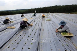 Nông dân ở xã Cam Tuyền, huyện Cam Lộ trồng mới cây cà gai leo bằng phương pháp phủ bạt ni long, tưới nhỏ giọt. Ảnh: Hồ Cầu - TTXVN