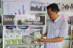 Sản phẩm dưa lưới của Công ty Cổ phần nắng và Gió tại xã Mỹ Sơn (Ninh Sơn, Ninh Thuận) được đánh giá sản phẩm OCOP tiềm năng 5 sao. Ảnh: Nguyễn Thành – TTXVN 