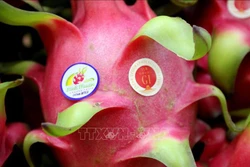 : Tem chứng nhận chỉ dẫn địa lý “Thanh long Bình Thuận” tại Nhật Bản (phải). Nguyễn Thanh - TTXVN 