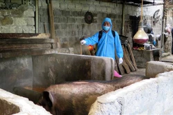 Phun tiêu độc khử trùng cho các hộ gia đình trong vùng dịch tả lợn Châu Phi. Ảnh: Việt Hoàng - TTXVN