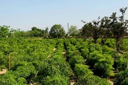 Bảo tồn, phát triển nguồn gen cây dược liệu quý tại Ninh Thuận