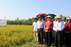 Hội nghị đầu bờ đánh giá kết quả sử dụng phân bón lá hữu cơ trên cây lúa tại xã Tiêu Động, huyện Bình Lục (Hà Nam). Ảnh: Nguyễn Chinh - TTXVN 