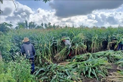 Gia đình ông Nguyễn Đình Hoan, ở thôn 5, xã Bình Trung, huyện Châu Đức với mô hình thu lãi khoảng 26 triệu đồng, cao hơn gần chục triệu đồng so với mô hình trồng ngô lấy hạt. Ảnh: Hoàng Nhị - TTXVN 