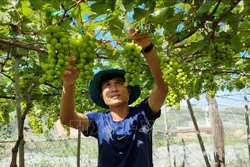 Ninh Thuận đang tập trung đẩy mạnh phát triển nông nghiệp theo tiêu chuẩn VietGAP, hữu cơ để nâng cao năng suất, chất lượng các sản phẩm đặc thù. Ảnh: Nguyễn Thành – TTXVN 