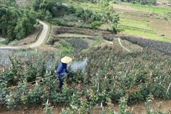 Việc sử dụng thuốc bảo vệ thực vật luôn được các chủ vườn hoa trên địa bàn tỉnh Lai Châu tuân thủ đúng nguyên tắc “phun đúng thời điểm, đúng liều lượng” nhằm bảo vệ môi trường. Ảnh: Đinh Thùy - TTXVN 