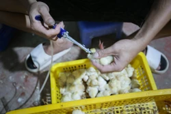 Gà ri Lạc Thủy được tiêm phòng vaccine và phân loại trống mái trước khi cung cấp cho các hộ nuôi trong vùng. Ảnh: Trọng Đạt - TTXVN 