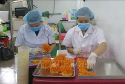 Sản phẩm đông trùng hạ thảo mở ra hướng đi mới cho phát triển kinh tế nông nghiệp tại thành phố Lai Châu. Ảnh: Việt Hoàng - TTXVN