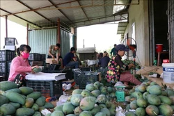 Người dân huyện Mai Sơn phân loại, lựa chọn xoài đóng gói phục vụ xuất khẩu. Ảnh: Hữu Quyết - TTXVN