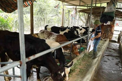 Sẽ có các chính sách cho kinh tế trang trại phát triển