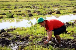 Trồng tràm trong khu bảo tồn đất ngập nước Láng Sen, xã Vĩnh Lợi, huyện Tân Hưng (Long An). Ảnh: Hồng Đạt - TTXVN 