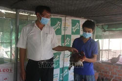 Nuôi chim trĩ đã giúp anh Anh Nguyễn Thanh Tân (phải, ở ấp 7, xã Hòa Bình) có thu nhập từ 15-20 triệu đồng/tháng. Ảnh: Hoàng Nhị - TTXVN 