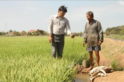 Cán bộ Thủy lợi ở huyện Trần Đề luôn cập nhật tình hình độ mặn ngay tại ruộng. Ảnh: Chanh Đa-TTXVN