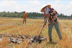 Nông dân cải tạo đất trồng lúa để chuyển sang trồng màu. Ảnh: Thanh Hòa - TTXVN 