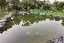 Người dân Bến Tre trữ nước ngọt trong ao để sử dụng trong mùa hạn mặn sắp tới. Ảnh: Trần Thị Thu Hiền- TTXVN