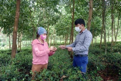 Bí thư chi bộ, Trưởng thôn Bình Man, xã Sơn Nam, Trần Quang Tuấn (phải) hướng dẫn người dân cách chăm sóc cây chè. Ảnh: Vũ Quang - TTXVN 