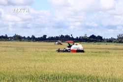 Phát triển mạnh diện tích sản xuất lúa đặc sản tại Sóc Trăng