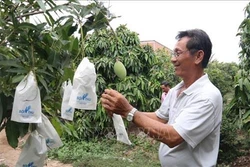 Áp dụng kỹ thuật bao trái xoài cát. Ảnh: Minh Trí-TTXVN
