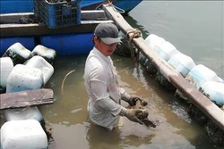 Thu hoạch hàu nuôi. Ảnh: Hoàng Nhị - TTXVN