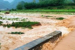 Rau màu bị ngập úng nghiêm trọng. Ảnh: TTXVN phát
