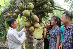 Trà Vinh chủ động nguồn dừa sáp cho sản phẩm OCOP đạt 5 sao