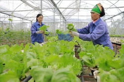 Thu hoạch rau ở Hợp tác xã rau củ quả sạch Mạnh Liên (xã Hương Nộn, Phú Thọ. Ảnh: Vũ Sinh – TTXVN