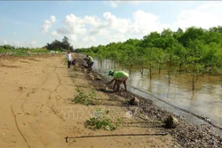 Người dân xã Mỹ Long Nam, huyện Cầu Ngang, tỉnh Trà Vinh trồng rừng. Ảnh: Thanh Hòa- TTXVN