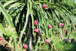 Xuất khẩu thanh long ho hiệu quả kinh tế cao.Ảnh: Quang Quyết - TTXVN 