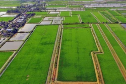 Tăng cường trồng lúa chất lượng cao. Ảnh: Huỳnh Anh - TTXVN