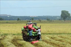 Lúa là một nguồn lương thực quan trọng. Ảnh: Hoàng Nhị - TTXVN 