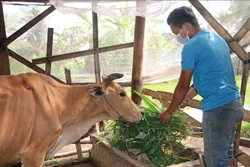 Gia đình anh Thạch Nhựt tại ấp Giồng Lức, xã Đa Lộc (Châu Thành, Trà Vinh) thoát nghèo nhờ được hỗ trợ 300m2 đất ở, vay vốn ưu đãi 50 triệu xây nhà và được hỗ trợ 1 con bò để tăng gia sản xuất. Ảnh: Thanh Hòa - TTXVN