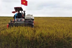 Quảng Bình: Hiệu quả từ giống lúa mới canh tác theo phương pháp hữu cơ