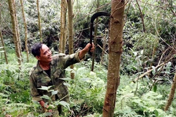 Ông Ma Trung Định, Thôn Cả, xã Minh Thanh, huyện Sơn Dương, chăm sóc diện tích rừng FSC của gia đình nhận khoán. Ảnh: Quang Cường –TTXVN. 